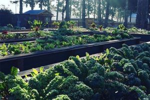 one acre Urban Aquaponics Farm is filled with assorted seasonal organic vegetables